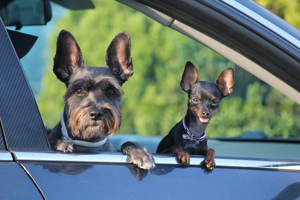 cães no carro
